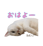 小梅と小鉄。ときどき…（個別スタンプ：3）