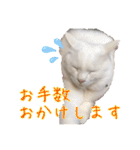小梅と小鉄。ときどき…（個別スタンプ：15）