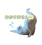 小梅と小鉄。ときどき…（個別スタンプ：16）