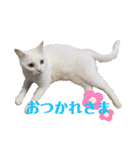 小梅と小鉄。ときどき…（個別スタンプ：20）