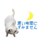 小梅と小鉄。ときどき…（個別スタンプ：21）