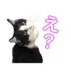 小梅と小鉄。ときどき…（個別スタンプ：24）