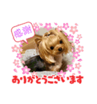 ヨーキーのマナちゃん②（個別スタンプ：1）