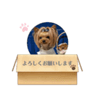 ヨーキーのマナちゃん②（個別スタンプ：2）