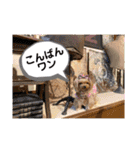 ヨーキーのマナちゃん②（個別スタンプ：8）