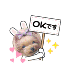 ヨーキーのマナちゃん②（個別スタンプ：9）