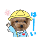 ヨーキーのマナちゃん②（個別スタンプ：10）