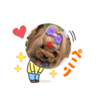 ヨーキーのマナちゃん②（個別スタンプ：11）