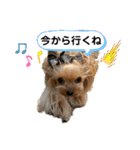ヨーキーのマナちゃん②（個別スタンプ：14）