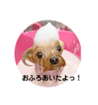 ヨーキーのマナちゃん②（個別スタンプ：22）