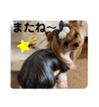 ヨーキーのマナちゃん②（個別スタンプ：24）