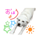 三毛猫＆ワンちゃん デカ文字/敬語/派手文字（個別スタンプ：1）