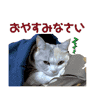 三毛猫＆ワンちゃん デカ文字/敬語/派手文字（個別スタンプ：2）