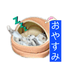 三毛猫＆ワンちゃん デカ文字/敬語/派手文字（個別スタンプ：3）