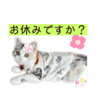 三毛猫＆ワンちゃん デカ文字/敬語/派手文字（個別スタンプ：4）