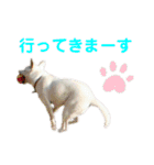 三毛猫＆ワンちゃん デカ文字/敬語/派手文字（個別スタンプ：5）