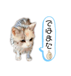 三毛猫＆ワンちゃん デカ文字/敬語/派手文字（個別スタンプ：6）