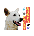 三毛猫＆ワンちゃん デカ文字/敬語/派手文字（個別スタンプ：8）