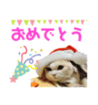 三毛猫＆ワンちゃん デカ文字/敬語/派手文字（個別スタンプ：9）