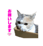 三毛猫＆ワンちゃん デカ文字/敬語/派手文字（個別スタンプ：10）