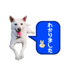 三毛猫＆ワンちゃん デカ文字/敬語/派手文字（個別スタンプ：11）