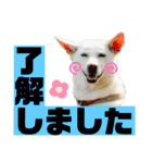 三毛猫＆ワンちゃん デカ文字/敬語/派手文字（個別スタンプ：12）