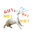 三毛猫＆ワンちゃん デカ文字/敬語/派手文字（個別スタンプ：13）