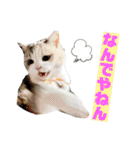 三毛猫＆ワンちゃん デカ文字/敬語/派手文字（個別スタンプ：15）