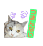 三毛猫＆ワンちゃん デカ文字/敬語/派手文字（個別スタンプ：16）