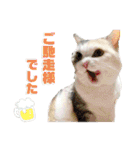 三毛猫＆ワンちゃん デカ文字/敬語/派手文字（個別スタンプ：20）