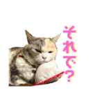 三毛猫＆ワンちゃん デカ文字/敬語/派手文字（個別スタンプ：21）