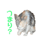 三毛猫＆ワンちゃん デカ文字/敬語/派手文字（個別スタンプ：22）