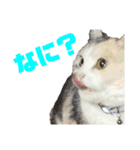 三毛猫＆ワンちゃん デカ文字/敬語/派手文字（個別スタンプ：23）