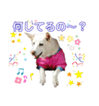 三毛猫＆ワンちゃん デカ文字/敬語/派手文字（個別スタンプ：24）