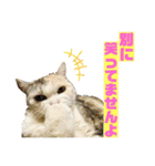 三毛猫＆ワンちゃん デカ文字/敬語/派手文字（個別スタンプ：25）