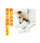 三毛猫＆ワンちゃん デカ文字/敬語/派手文字（個別スタンプ：26）