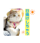 三毛猫＆ワンちゃん デカ文字/敬語/派手文字（個別スタンプ：27）