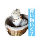 三毛猫＆ワンちゃん デカ文字/敬語/派手文字（個別スタンプ：28）