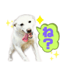 三毛猫＆ワンちゃん デカ文字/敬語/派手文字（個別スタンプ：30）