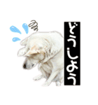 三毛猫＆ワンちゃん デカ文字/敬語/派手文字（個別スタンプ：31）