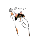 三毛猫のぽんず（個別スタンプ：1）