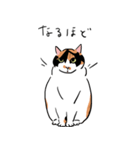 三毛猫のぽんず（個別スタンプ：2）
