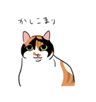 三毛猫のぽんず（個別スタンプ：3）