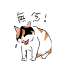 三毛猫のぽんず（個別スタンプ：6）