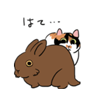 三毛猫のぽんず（個別スタンプ：8）