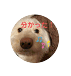 こんにちは！りくです！2（個別スタンプ：8）