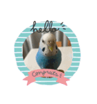 ピーちゃん ♡（個別スタンプ：1）