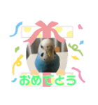 ピーちゃん ♡（個別スタンプ：10）