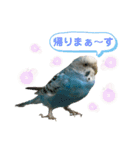 ピーちゃん ♡（個別スタンプ：16）