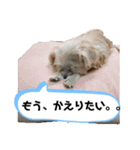 とあるおうちのAとP part2（個別スタンプ：1）